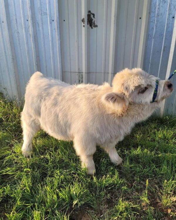 mini highland cow