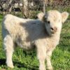 mini highland cow