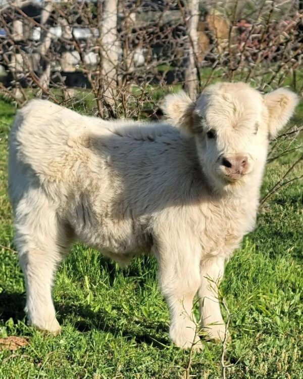 mini highland cow