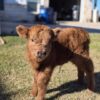 mini highland cow