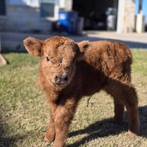 mini highland cow