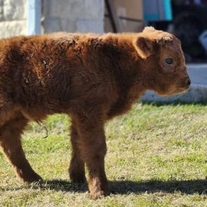 mini highland cow