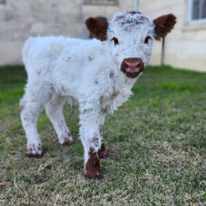 mini highland cow