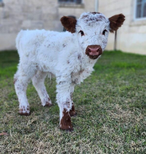 mini highland cow