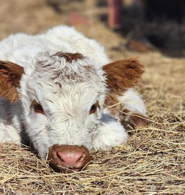 mini highland cow