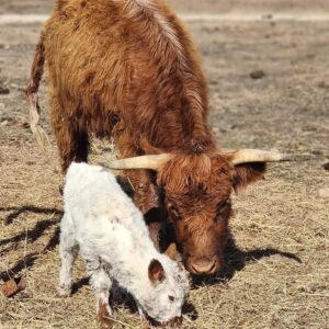 mini highland cow