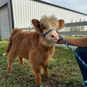 mini highland cow