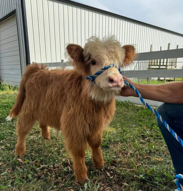 mini highland cow