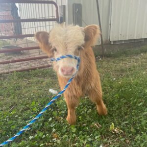 mini highland cow