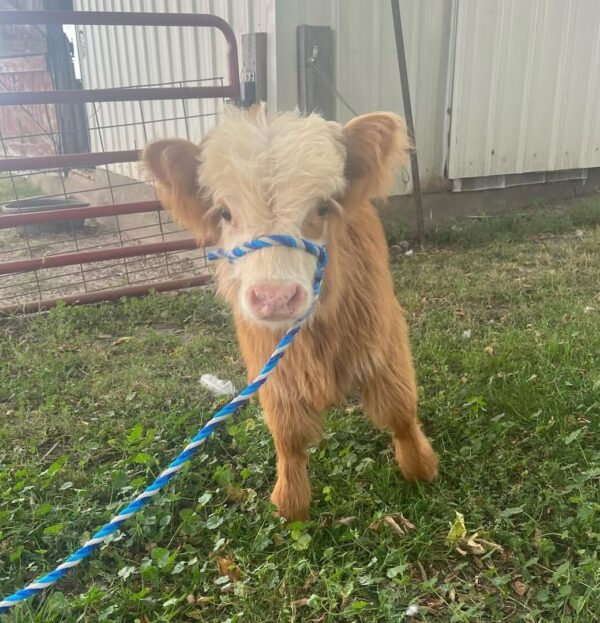 mini highland cow