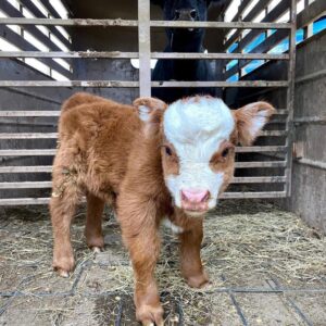 mini highland cow