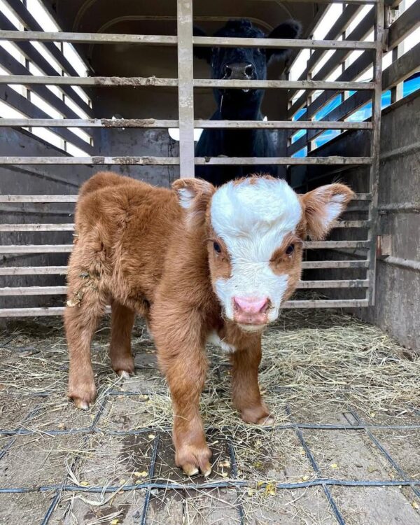 mini highland cow