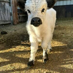 mini highland cow