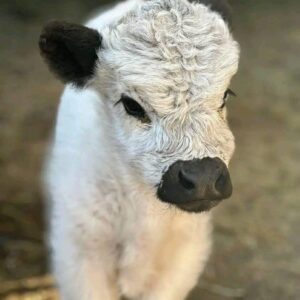 mini highland cow