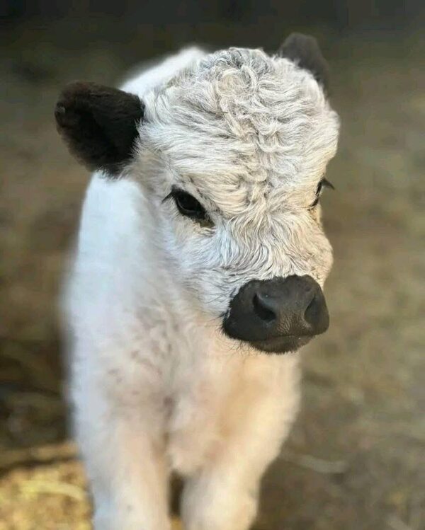 mini highland cow