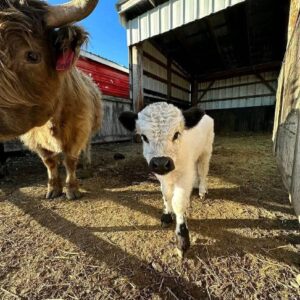 mini highland cow