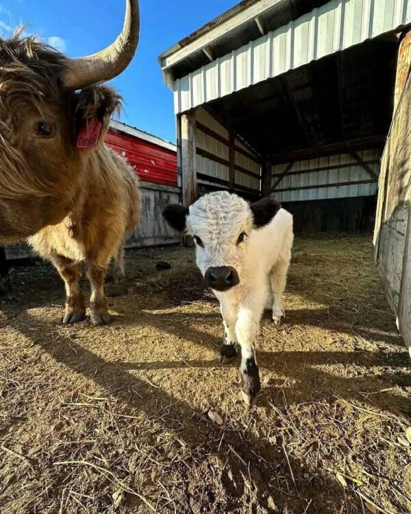 mini highland cow