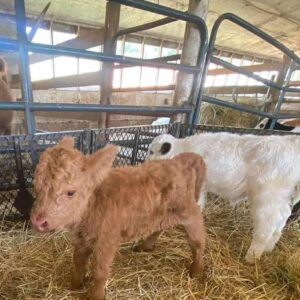 mini highland cow