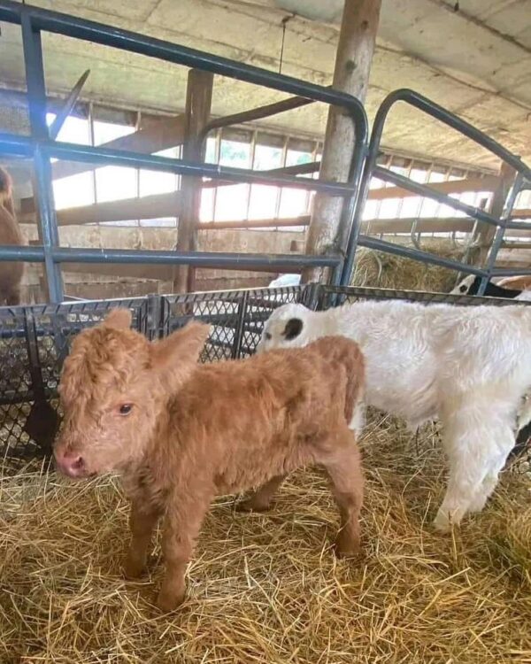 mini highland cow