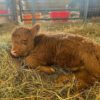 mini highland cow