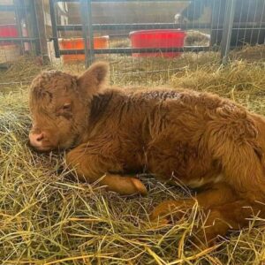 mini highland cow