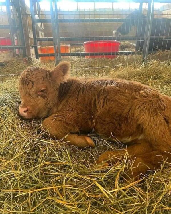 mini highland cow