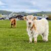 mini highland cow