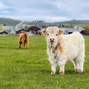 mini highland cow