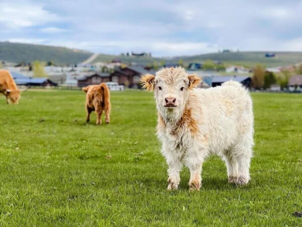 mini highland cow