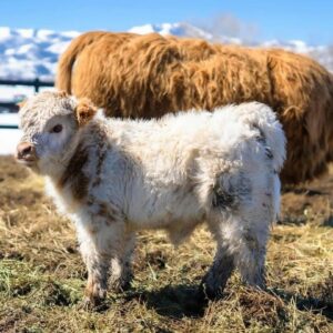 mini highland cow