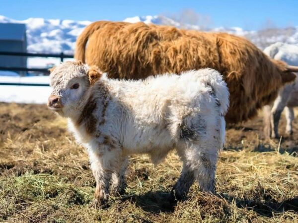 mini highland cow