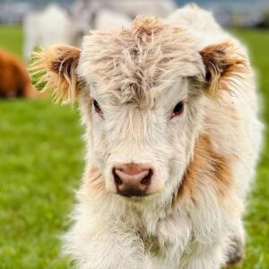 mini highland cow