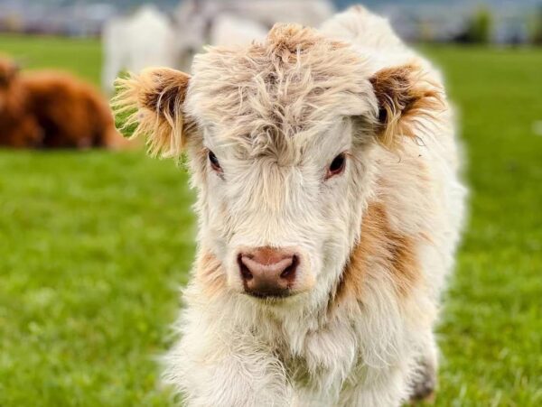 mini highland cow