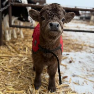 mini highland cow