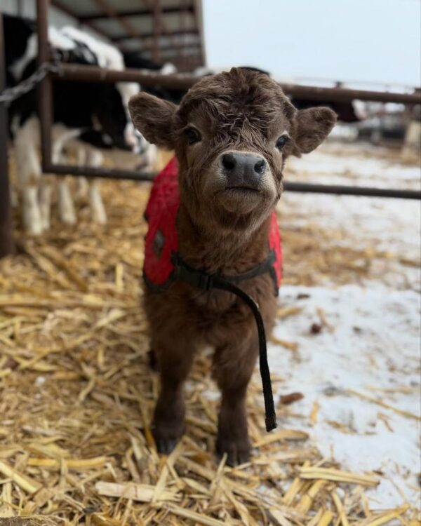 mini highland cow