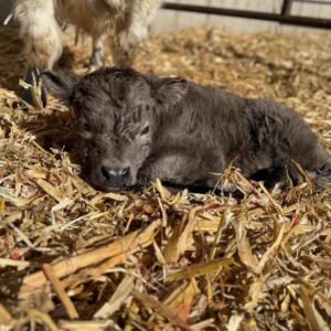 mini highland cow