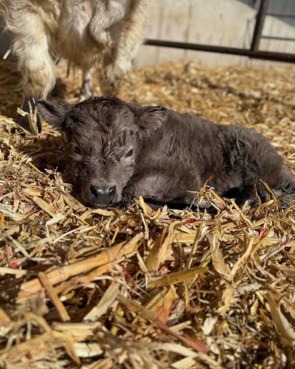 mini highland cow