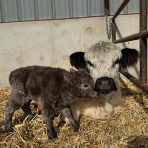 mini highland cow