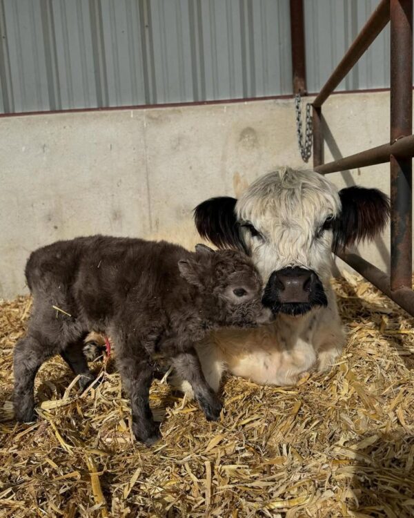 mini highland cow