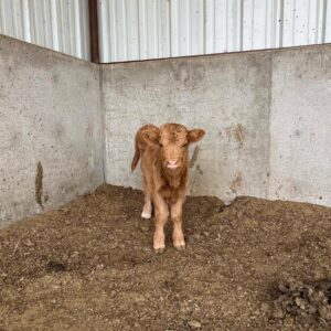 mini highland cow