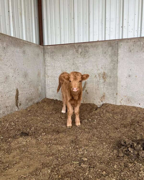 mini highland cow