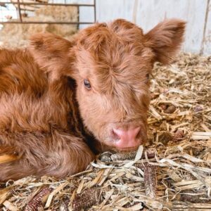 mini highland cow