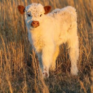 mini highland cow