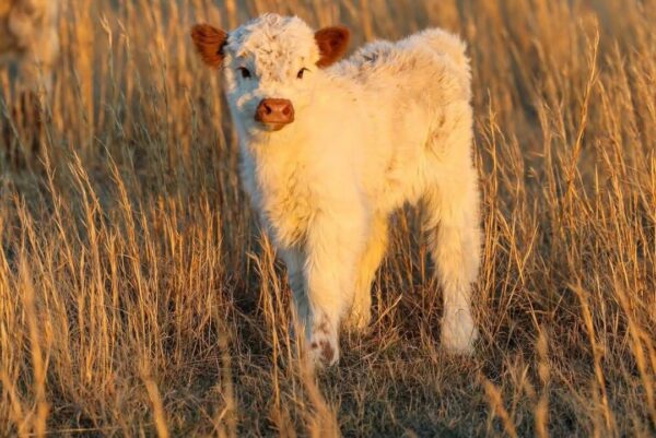 mini highland cow